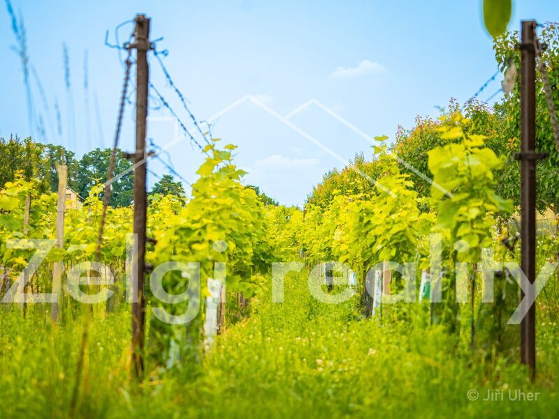 Prodej, Svatobořice-Mistřín, sad/vinice 3501m2 - 15