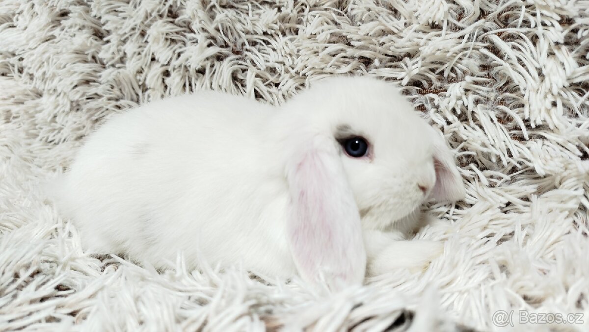 Zakrslý beránek, králíček, králík - FILIP - 15