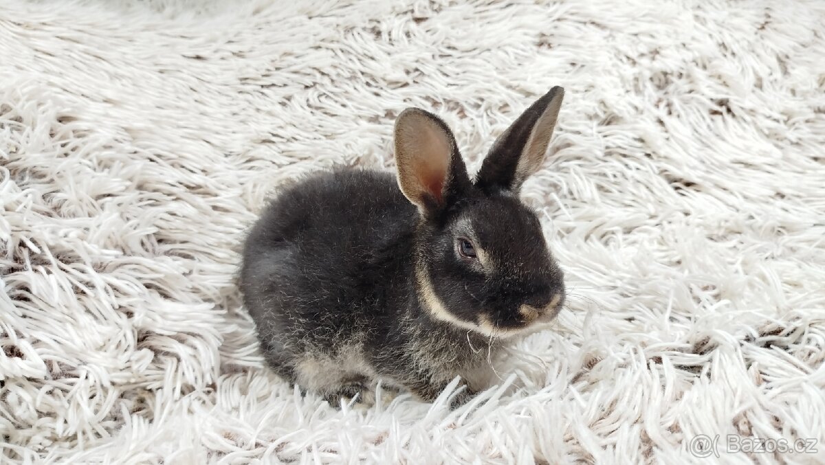 Zakrslý králík, králíček-(REX)-DAISY - 15