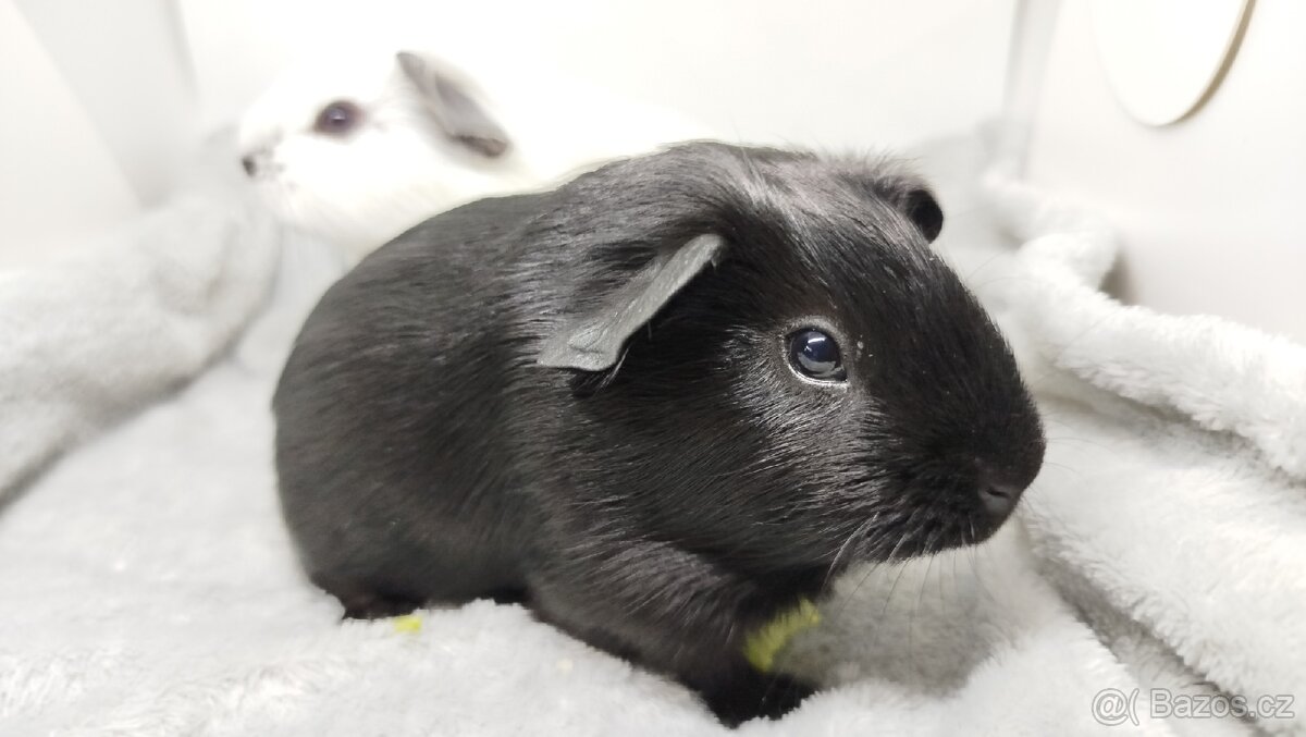 Morče, Morčata, Morčátko, Morčátka - JIN A JANG - 15