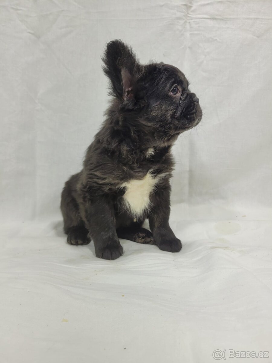 Francouzský buldoček - 15