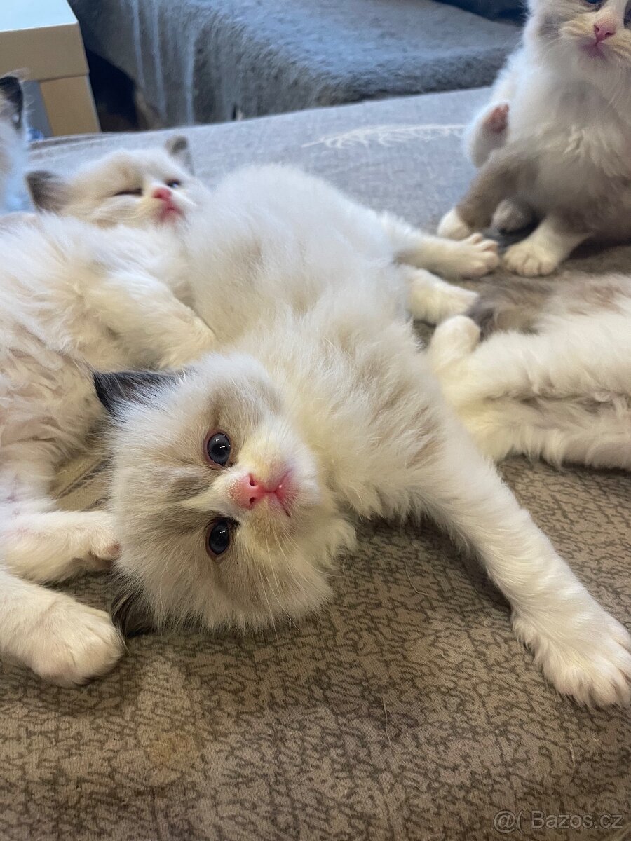 Ragdoll koťata s PP - 15