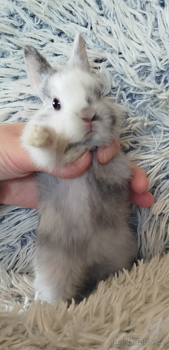 Zakrslý králík - 15