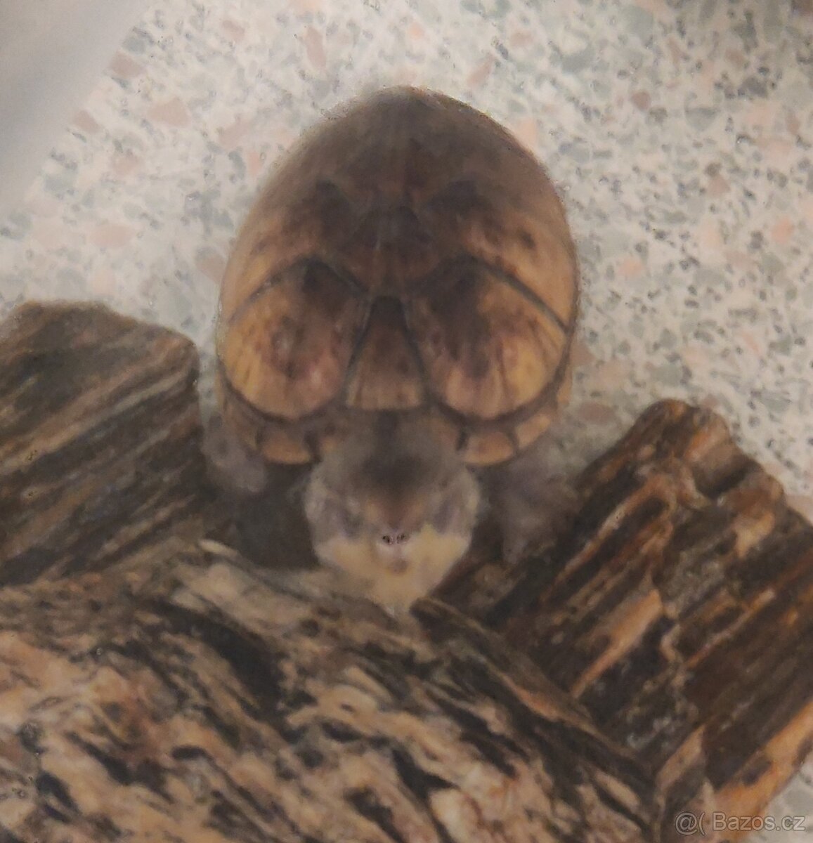 Akvárium - terárium + želva. - 15