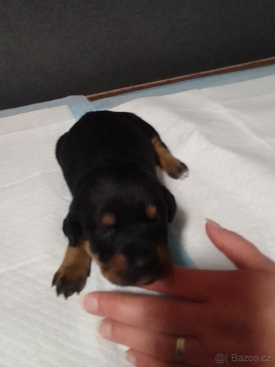 Štěňata - 15