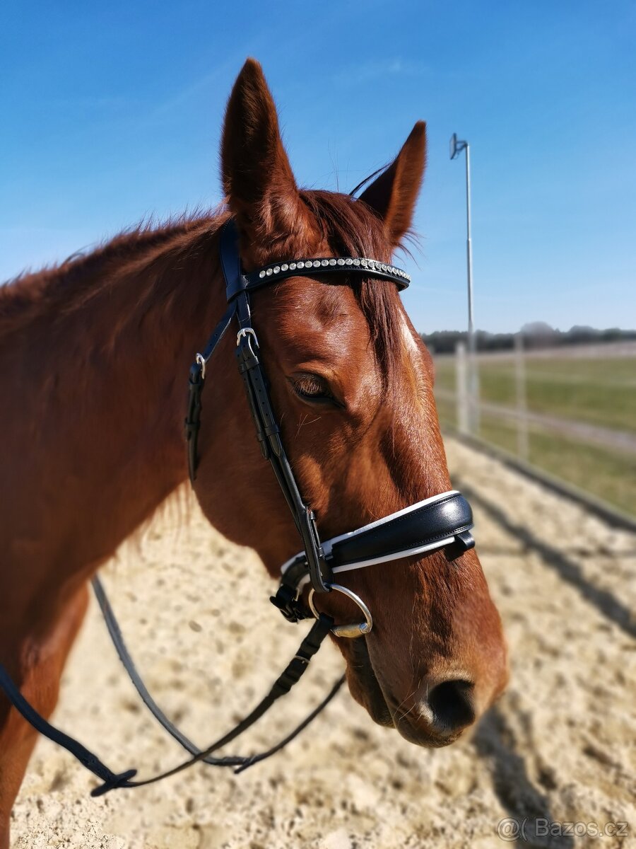 Anglická uzdečka Acavallo POESIA - 15