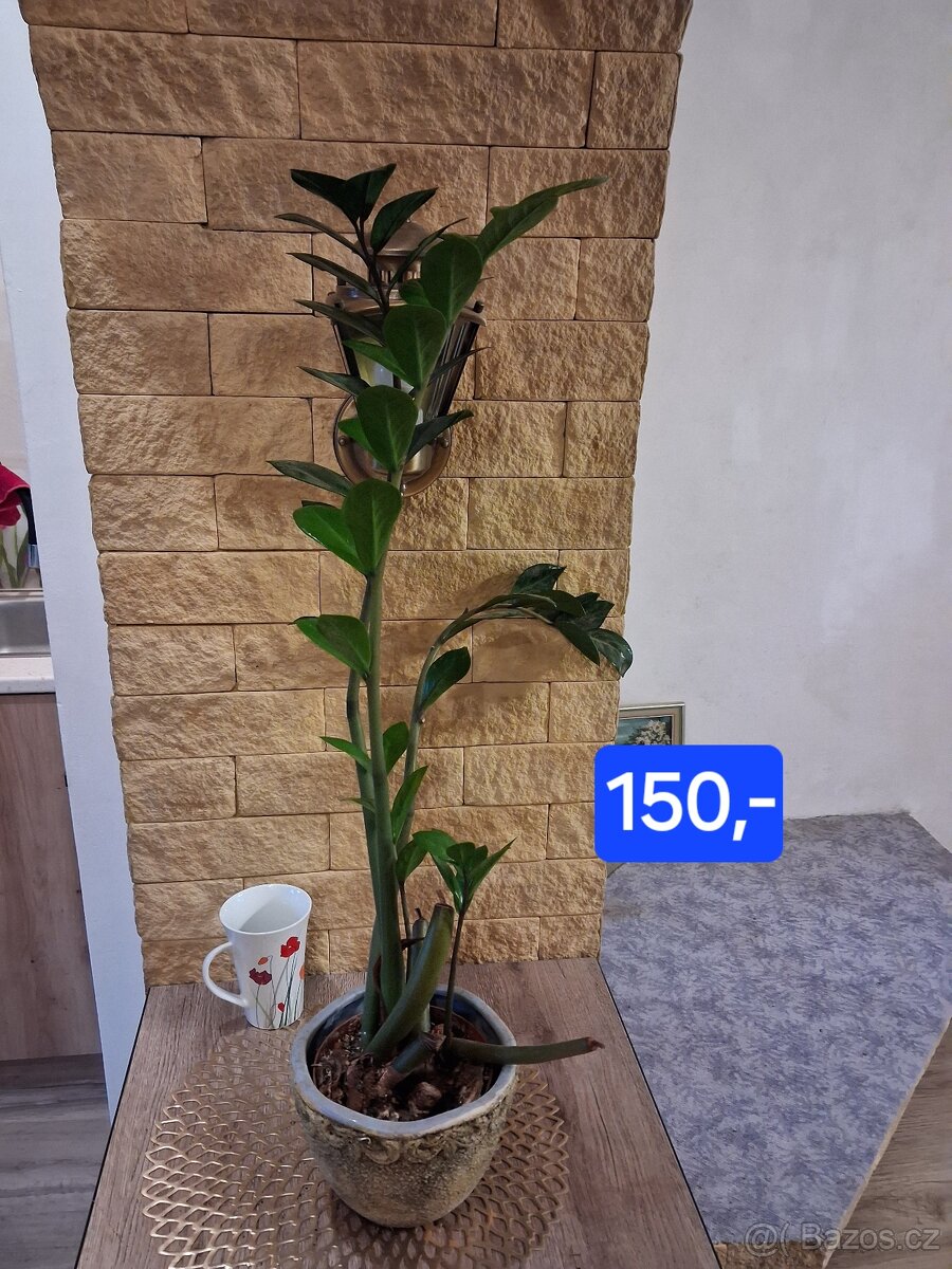 Pokojové rostliny 1 - 15