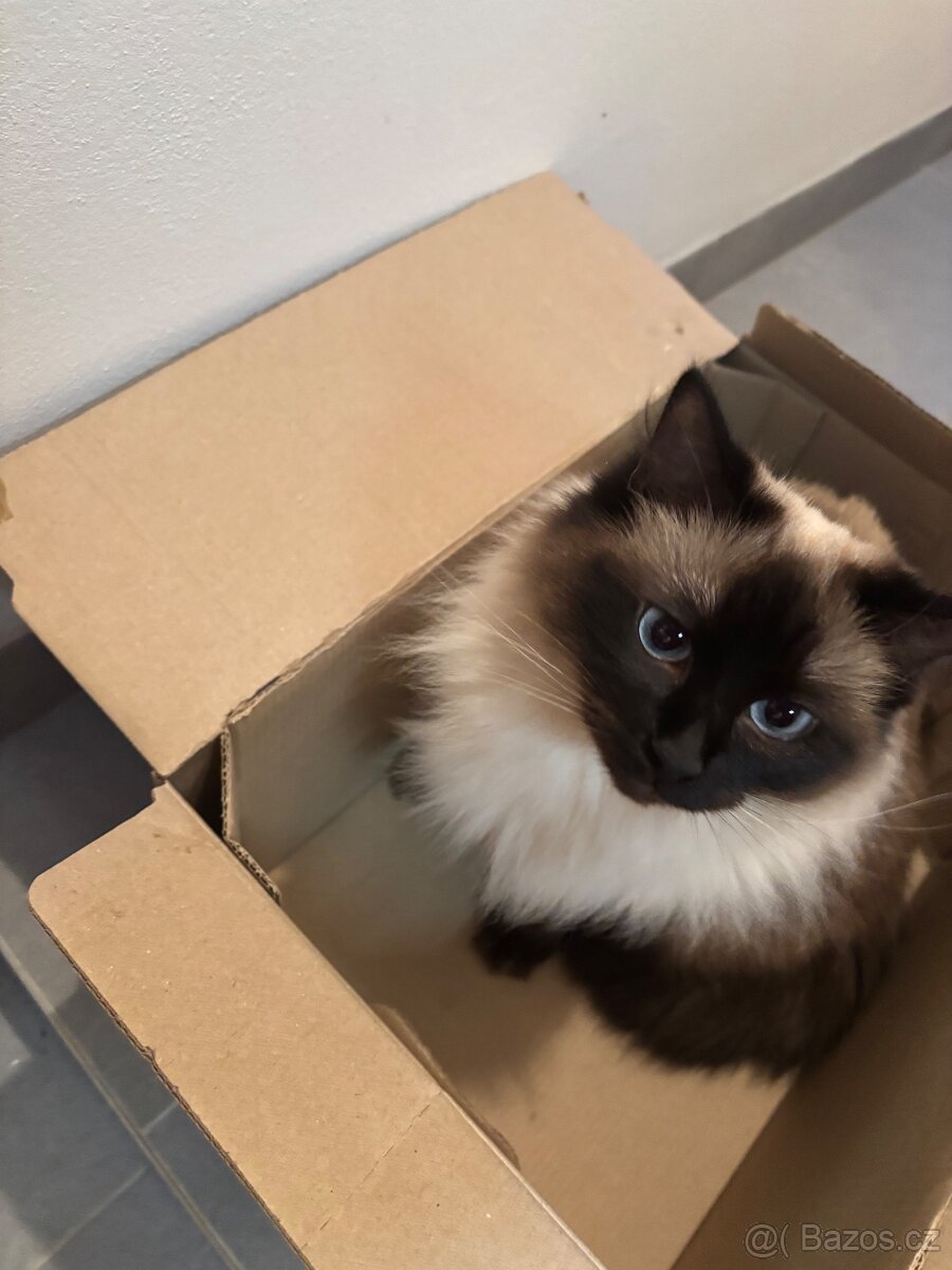 Koťátka Ragdoll - 15