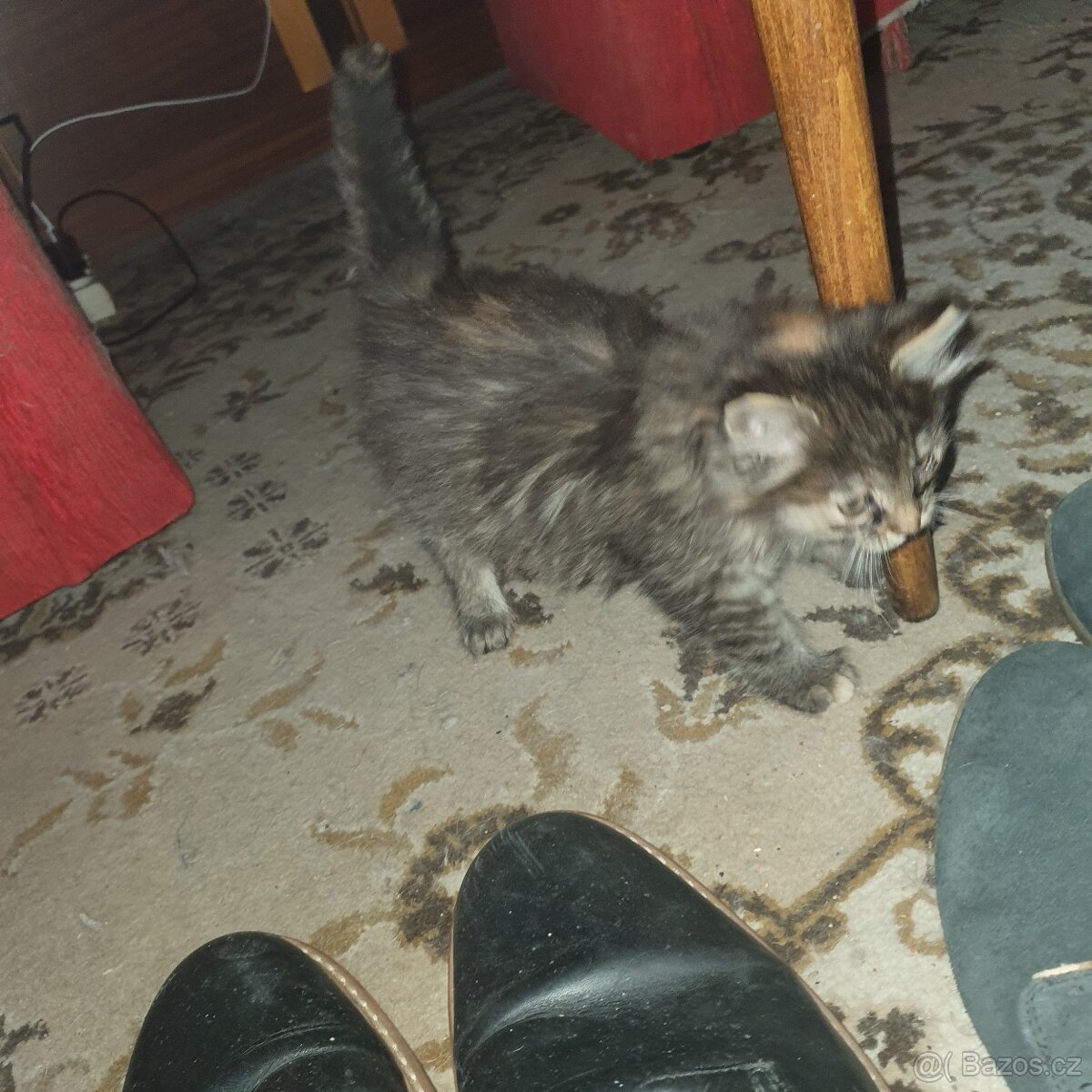 Ponukam maciatko - 15