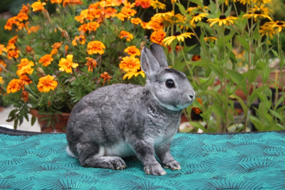 Zakrslý činčilový rex s rodokmenem - 15