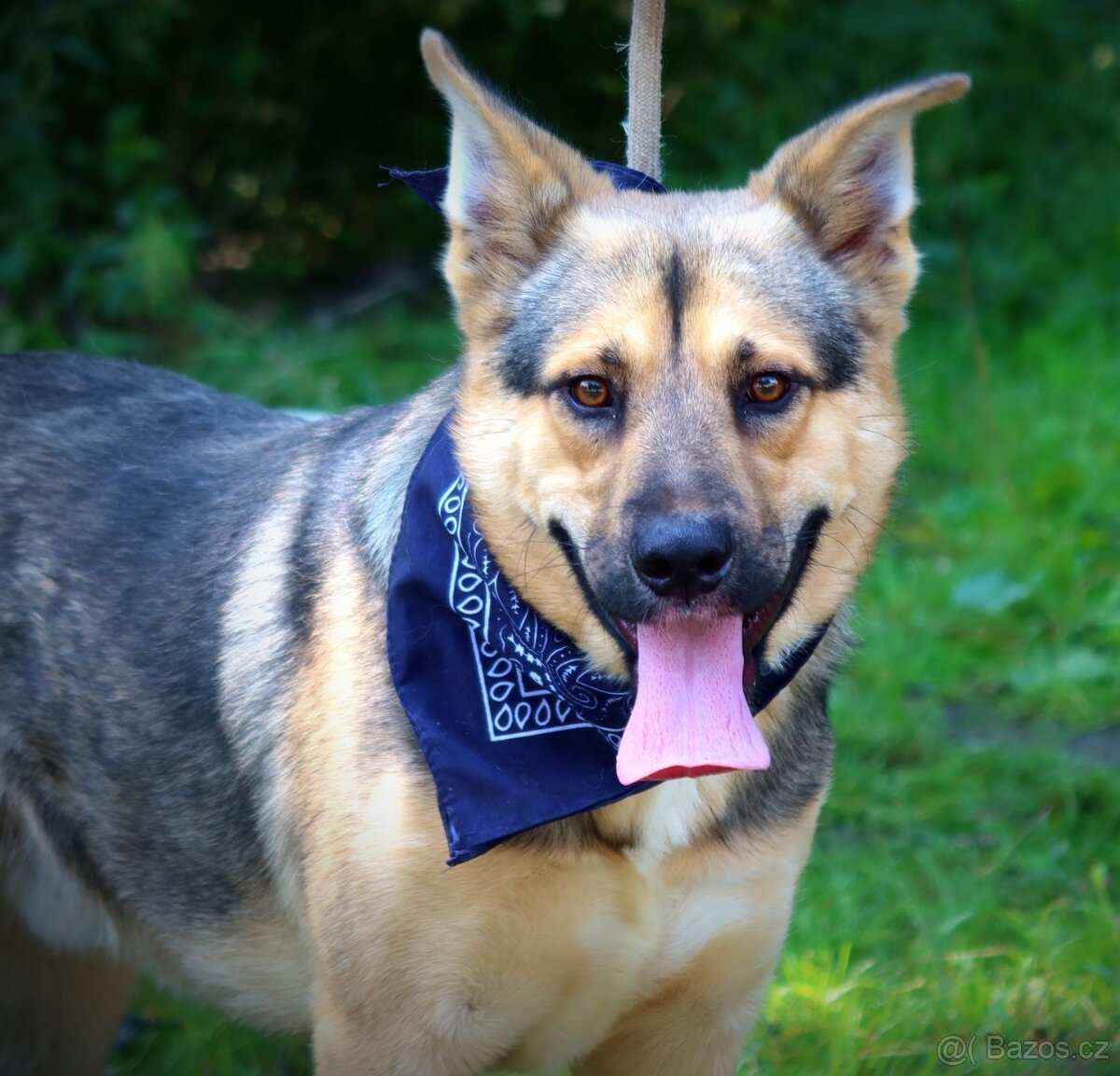 HAKIM K ADOPCI - 3 ROKY, KRÁSNÝ,PŘÁTELSKÝ,HRAVÝ - 15