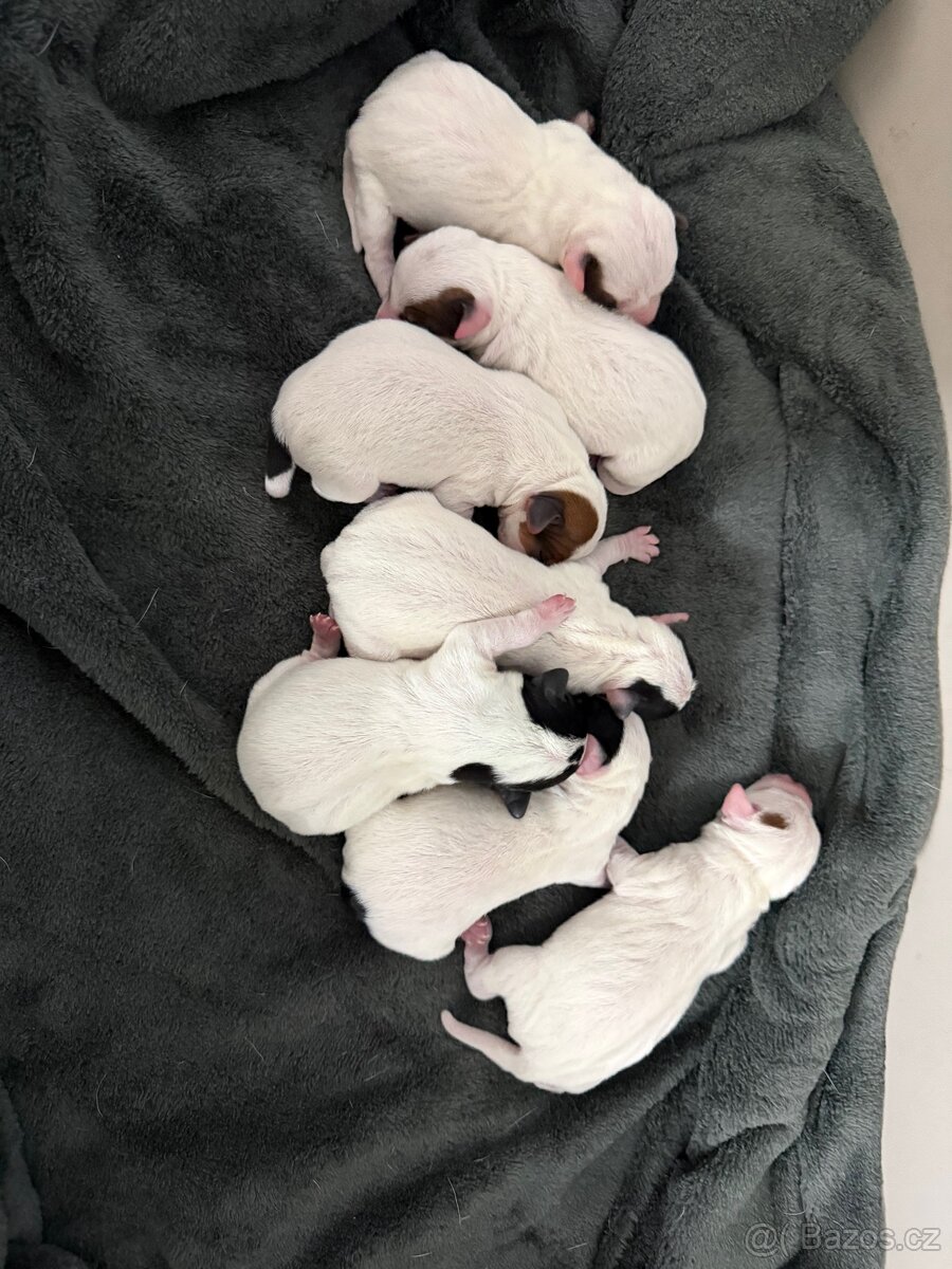 Jack Russell teriér - 15