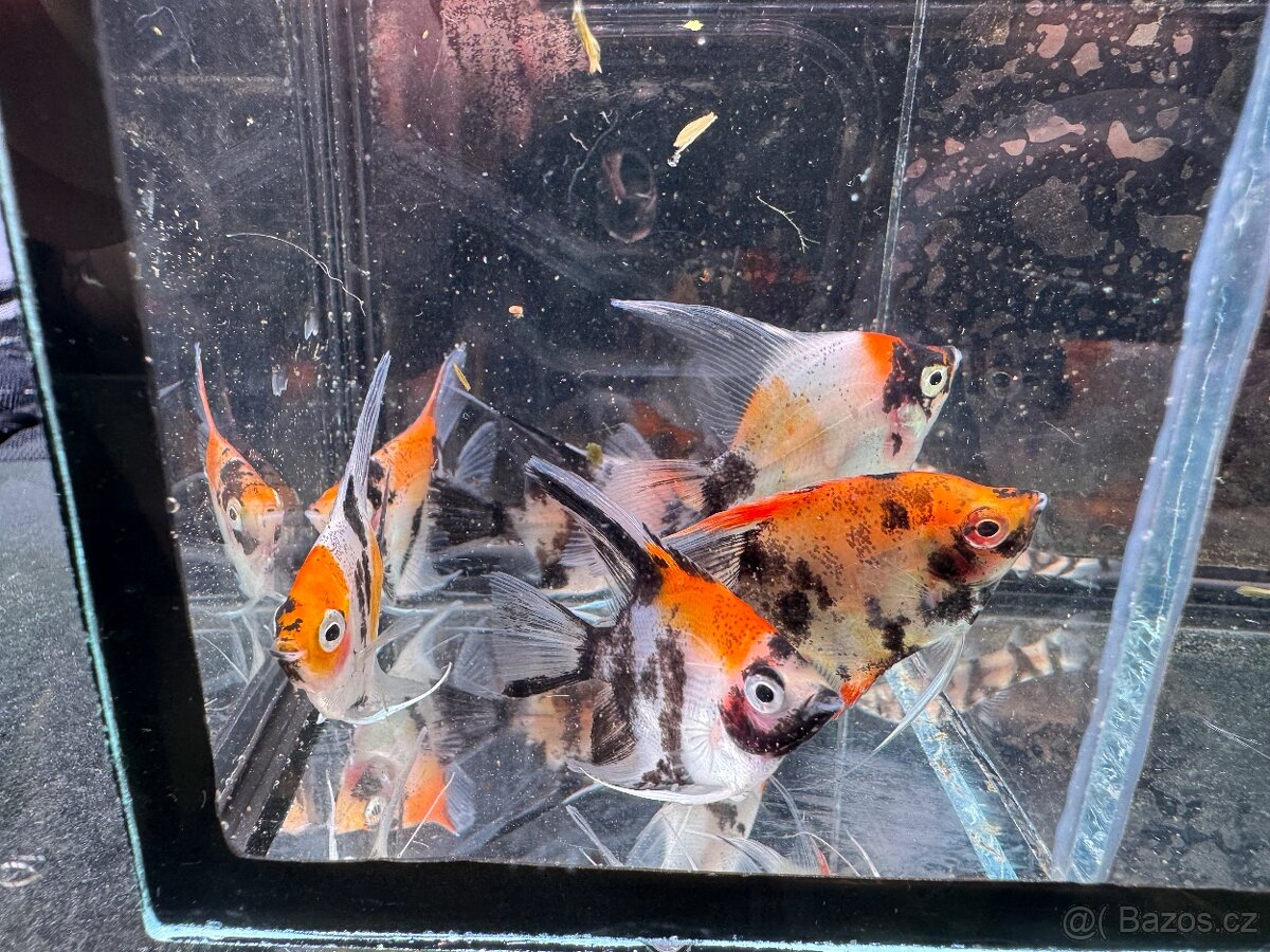 Akvarijní rybky - 15