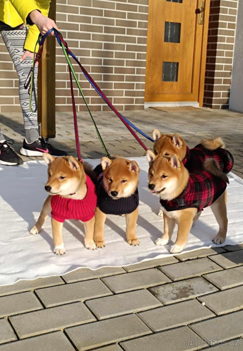 Shiba inu - 15