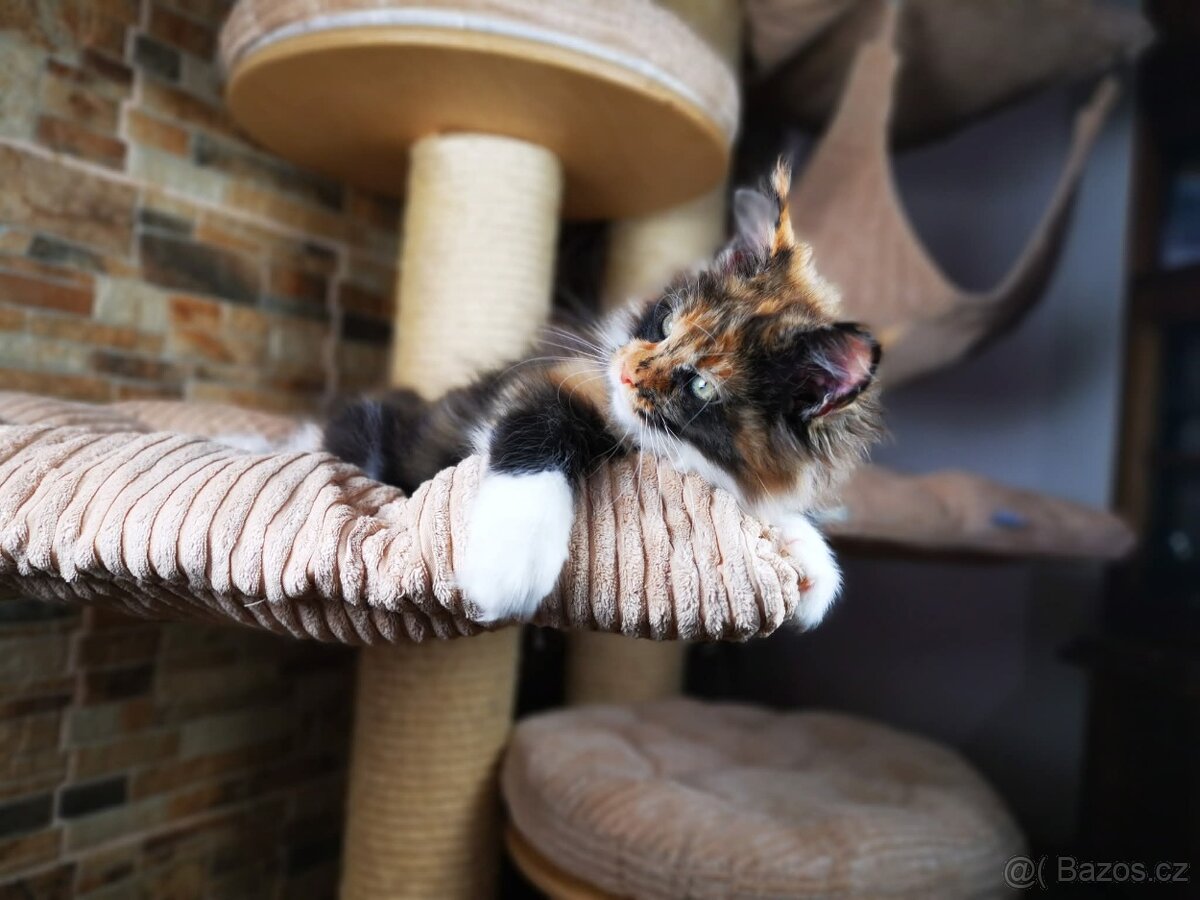 Mainská mývalí kočka s průkazem původu - kočička Nikkie - 15