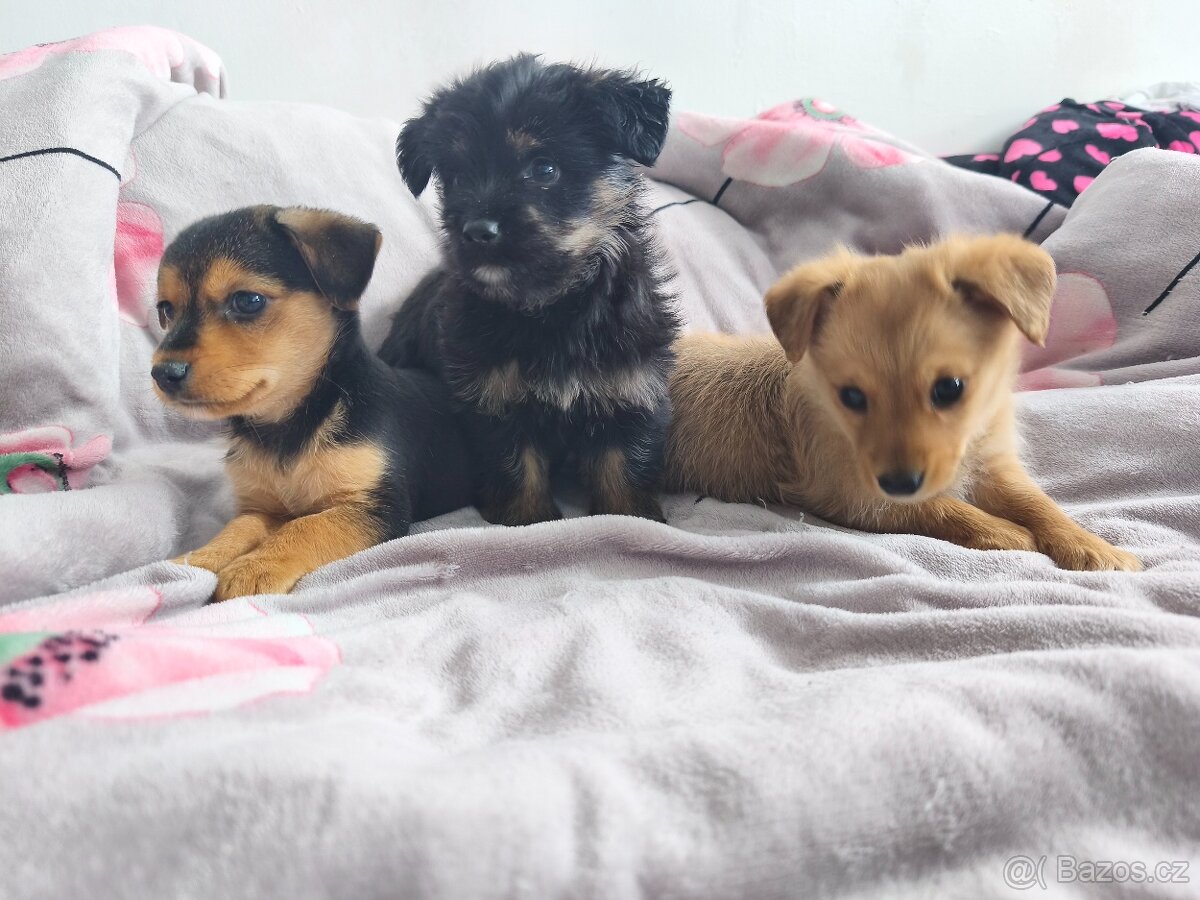 Jorkšírský teriér x pinč - 15