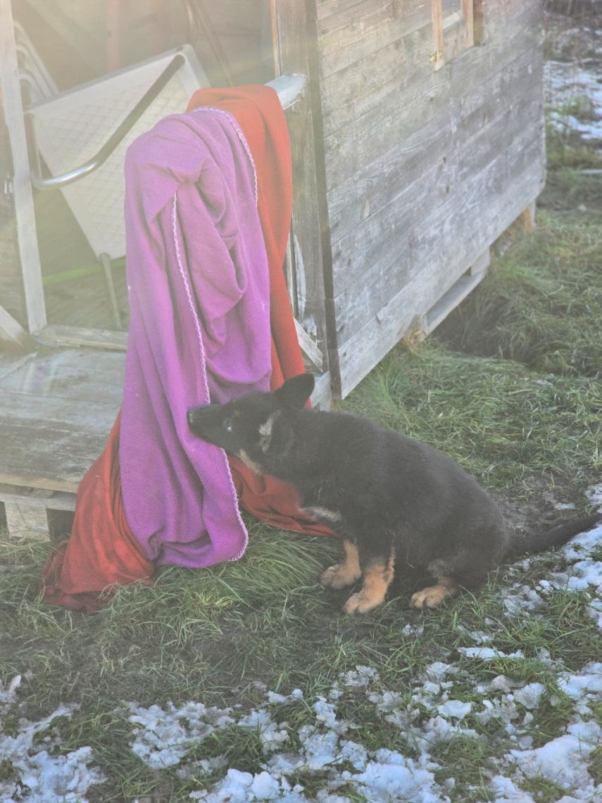 nemecký ovčak - 15