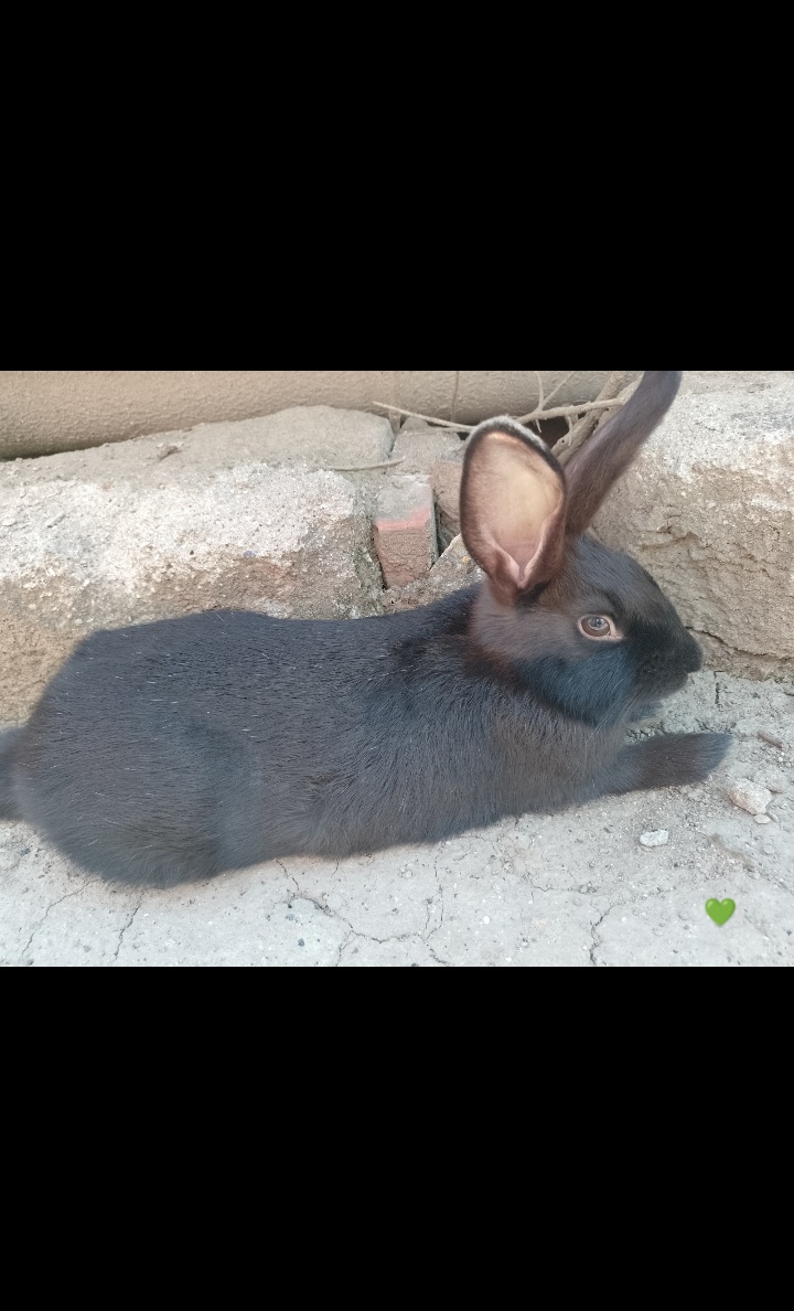 Mazlivý králíčci na prodej - 15