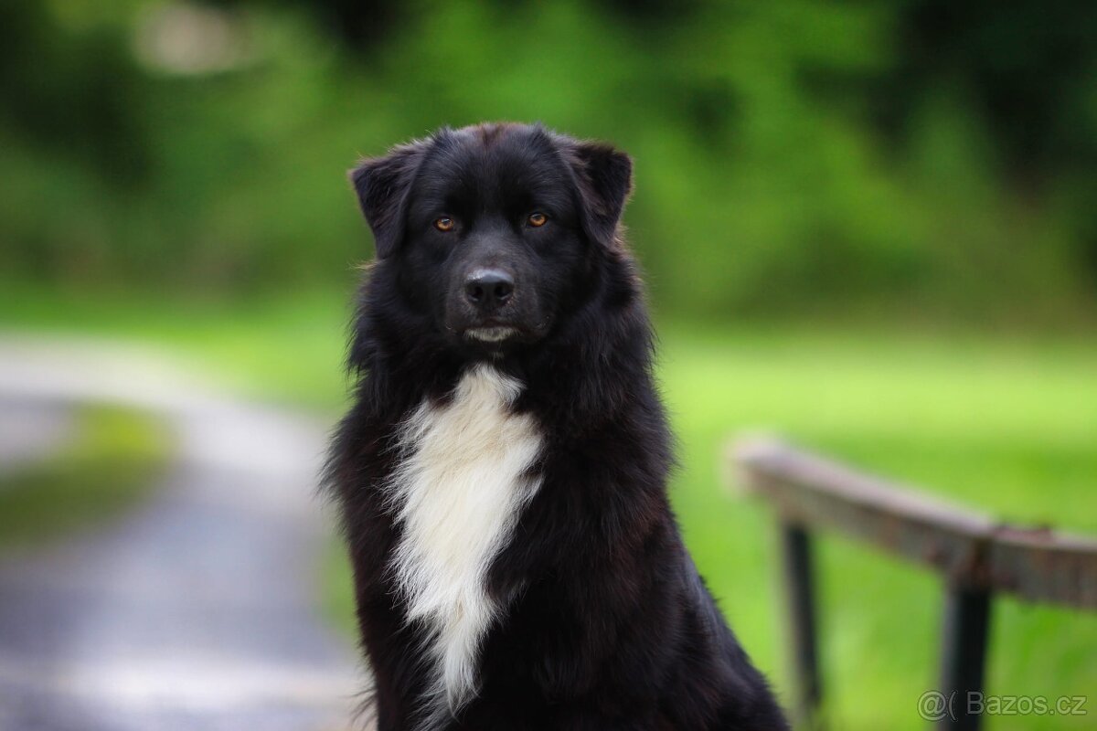 Australských ovčák s PP - 15