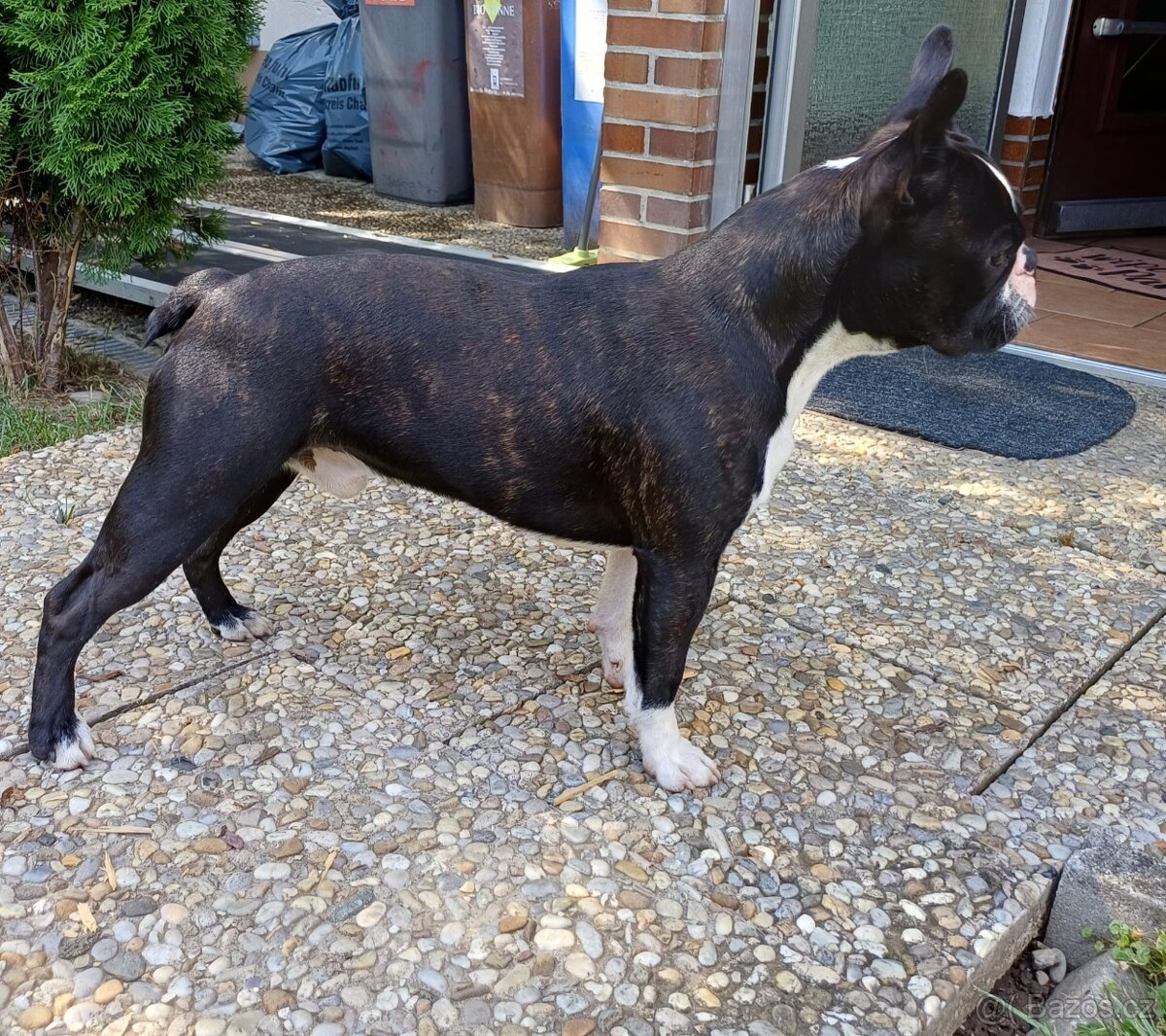 Bostonský teriér s PP - 15