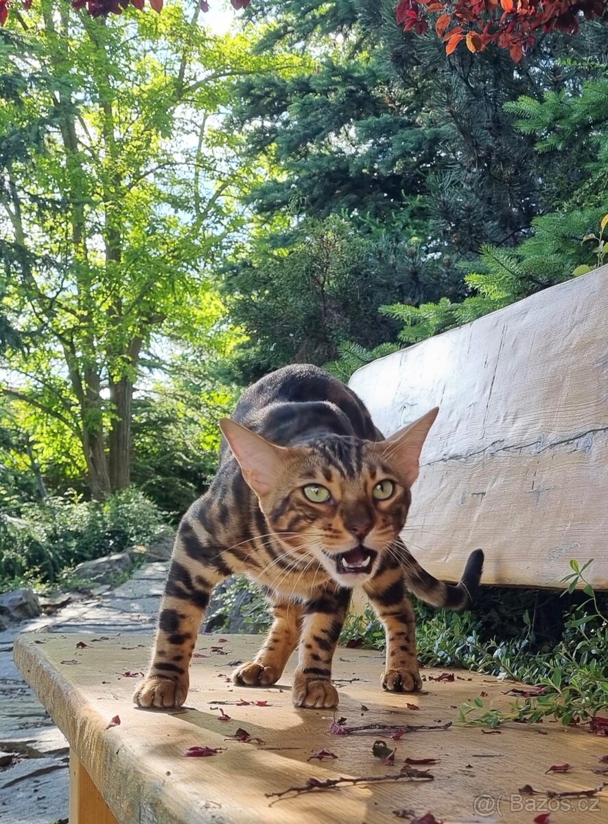 Bengálská kočka,bengálské kotě - 15