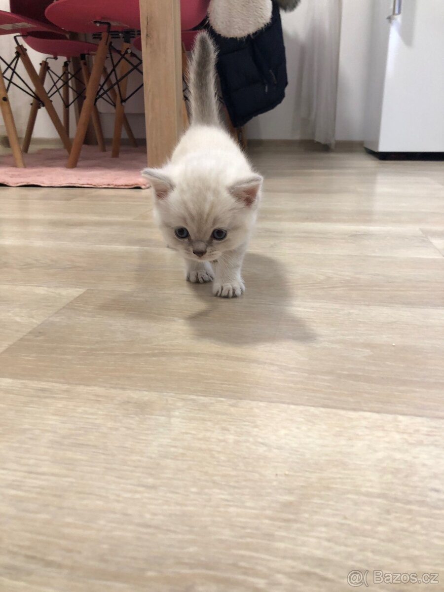 Čistokrevná britská krátkosrstá koťata po rodičích s PP - 15