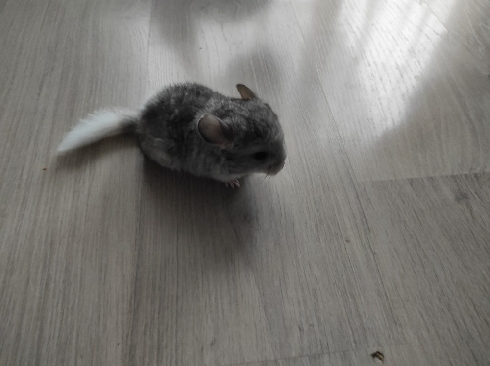 Činčila mládě samičky - 15