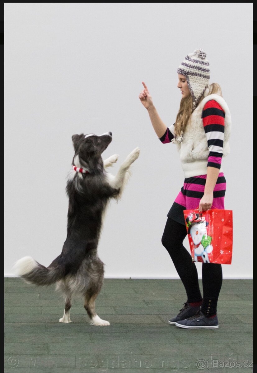 Border kolie s PP, štěňátka - 15