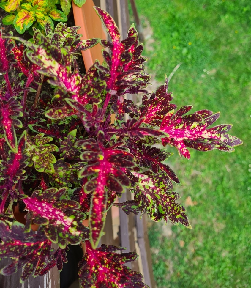 SEMENA Africká okrasná kopřiva Coleus - 15