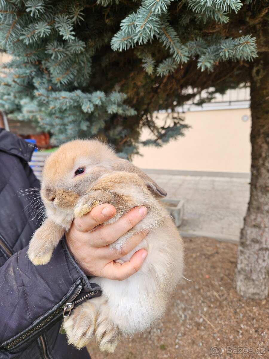 Zakrslý králík - 15