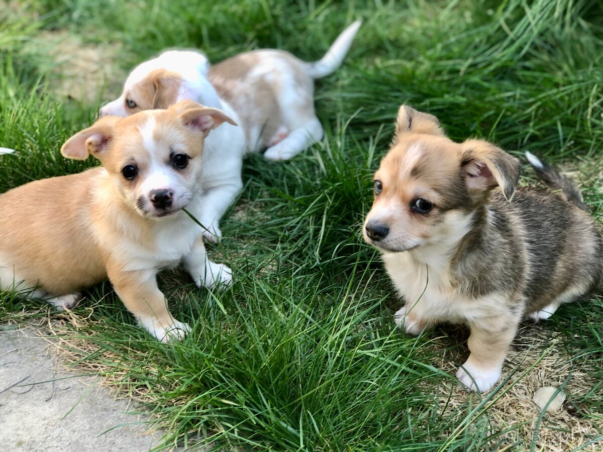 Štěně - kříženec - 15