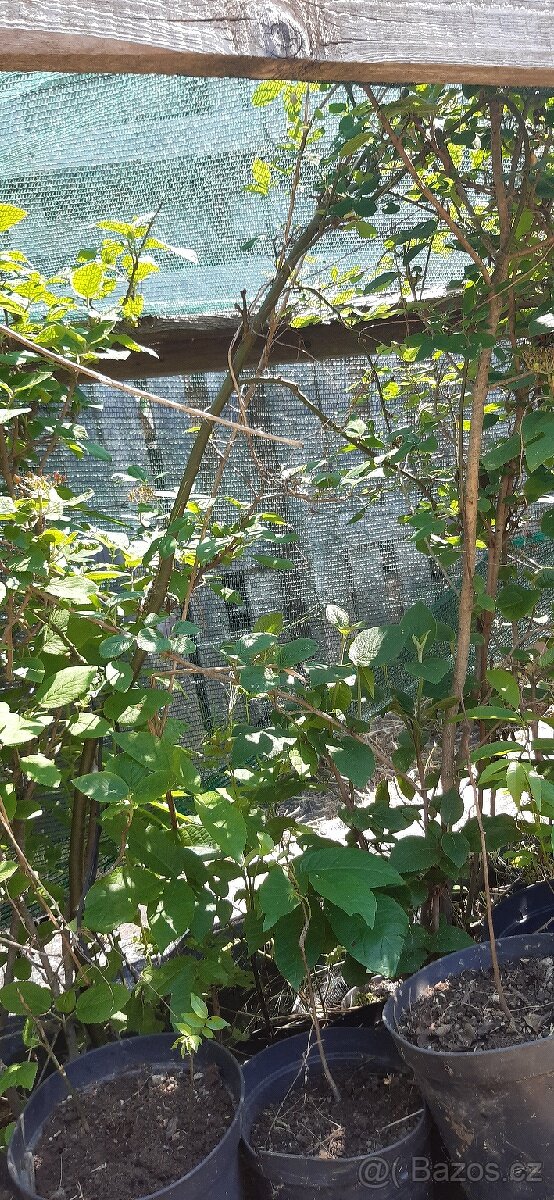 Semena vistárie a katalpy + stromky + vodní rostliny - 15