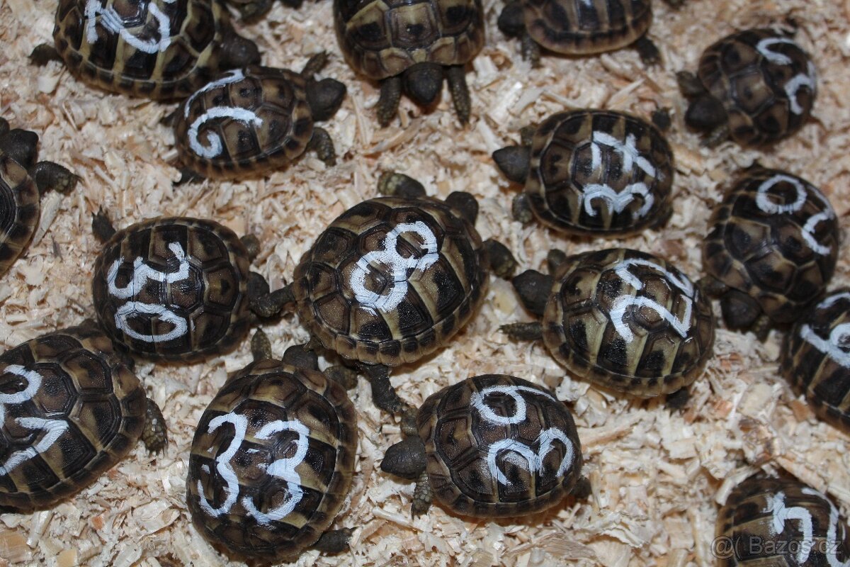 Suchozemské želvy plus komplet vybavená terária - 15