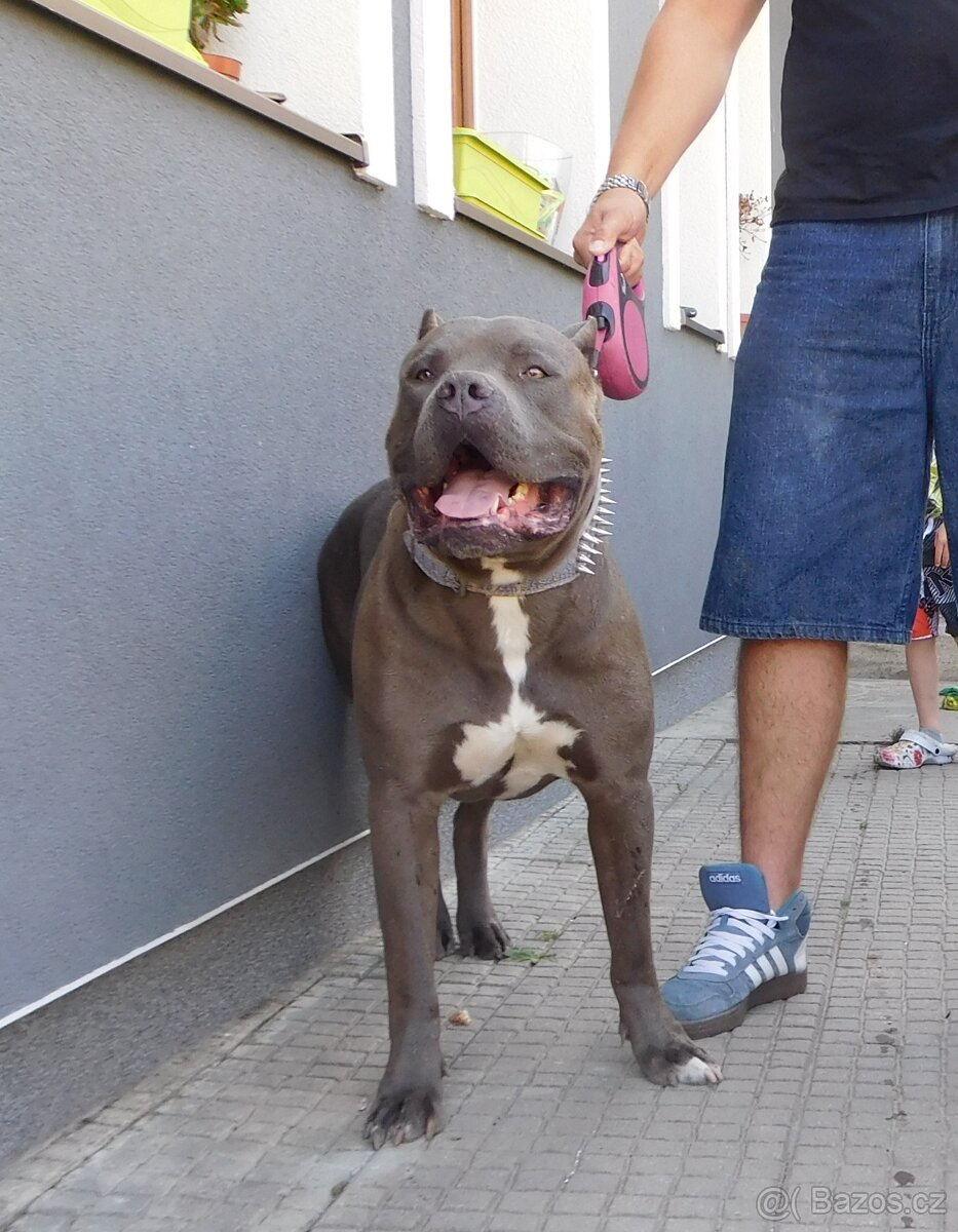 Štěňata American Bully xxl - Bloodline DDK9 - 15