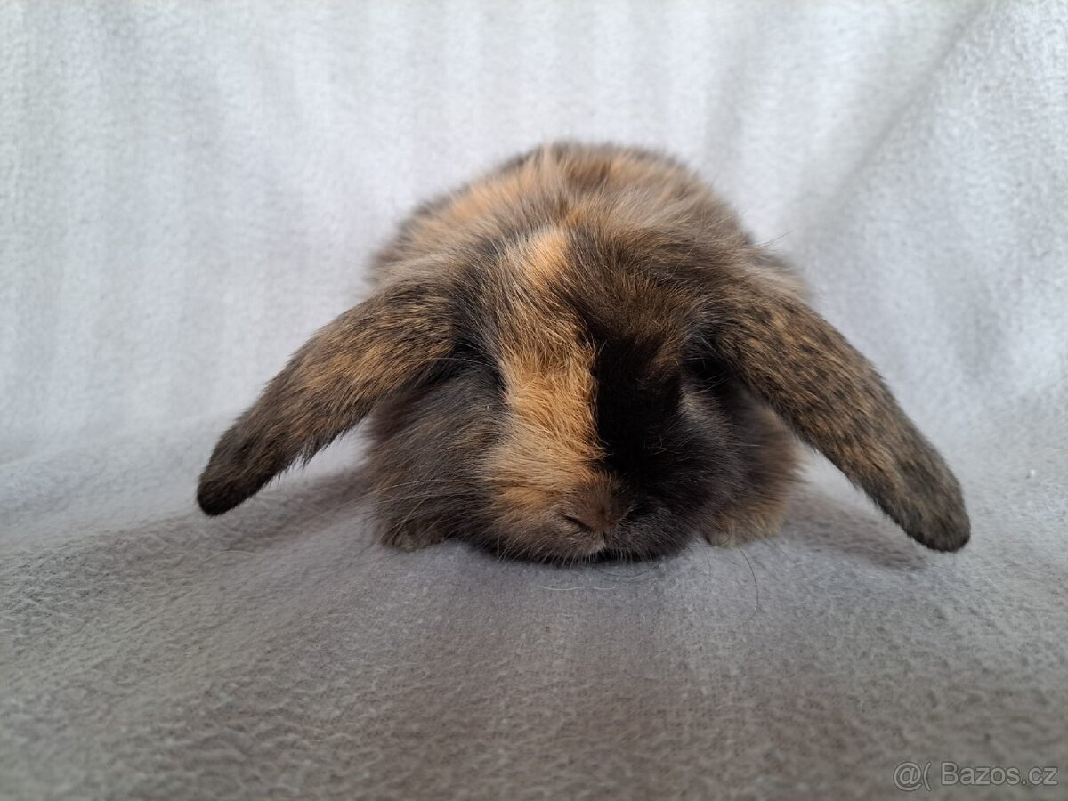 Zakrslý králíček beránek, zakrslý lvíček - 15