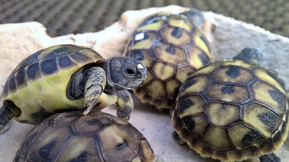želva zelenavá a vroubená - vitální mláďata - 15