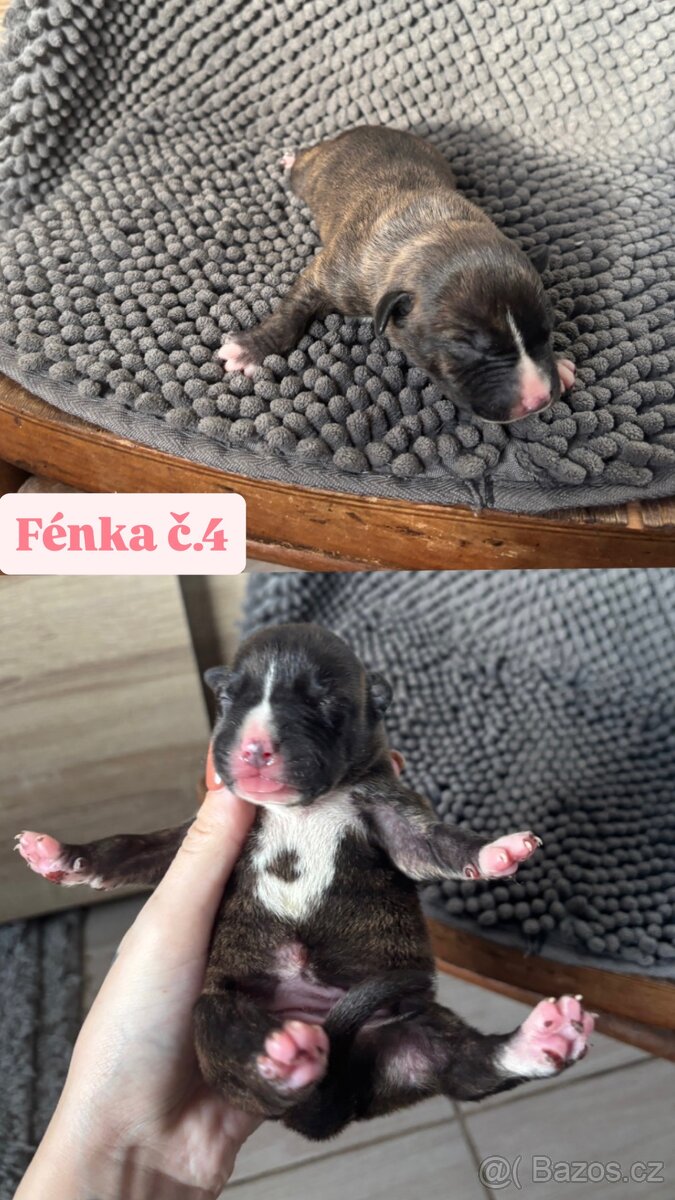 Americký stafordsirsky terier, Stafford, amstaf - 15