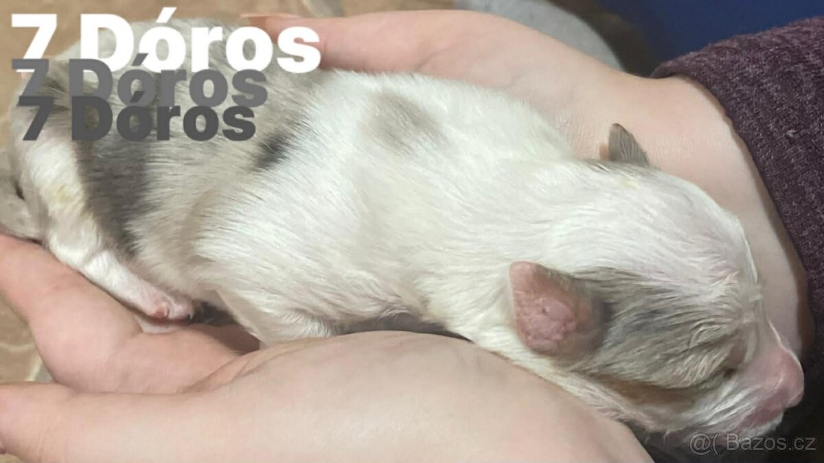 Border kolie s pp - 15