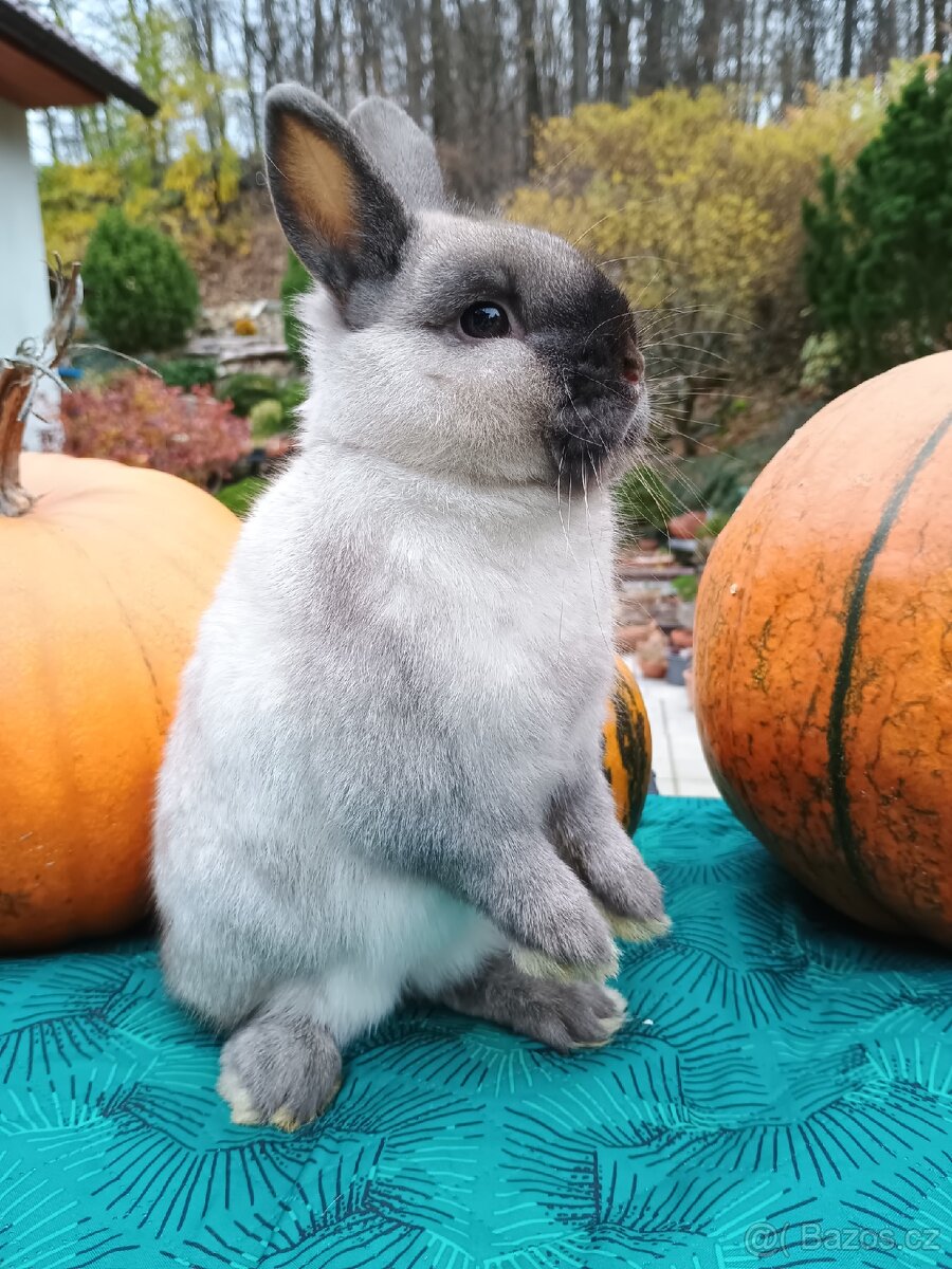 Zakrslý siam sameček Medvídek - 15