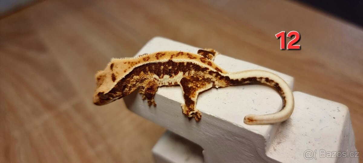 Pagekon řasnatý - 15