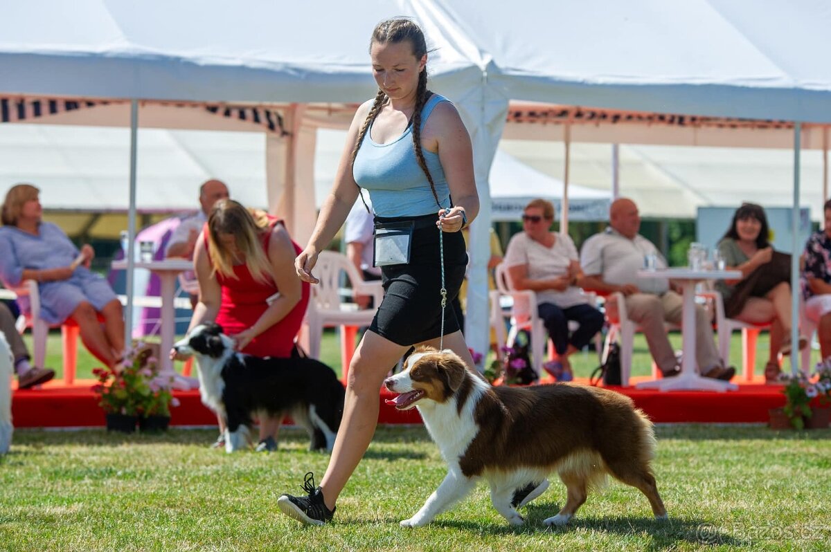 MINIATURNÍ AMERICKÝ OVČÁK - 15