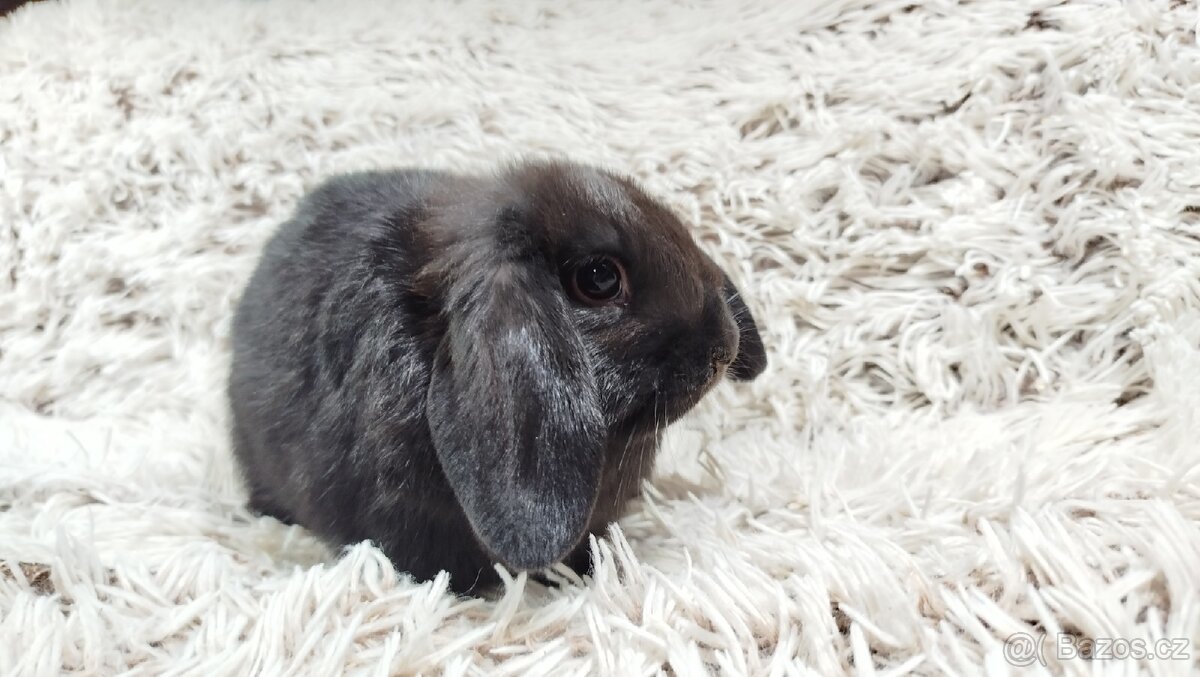 Zakrslý beránek, králíček, králík - BIBI - 15