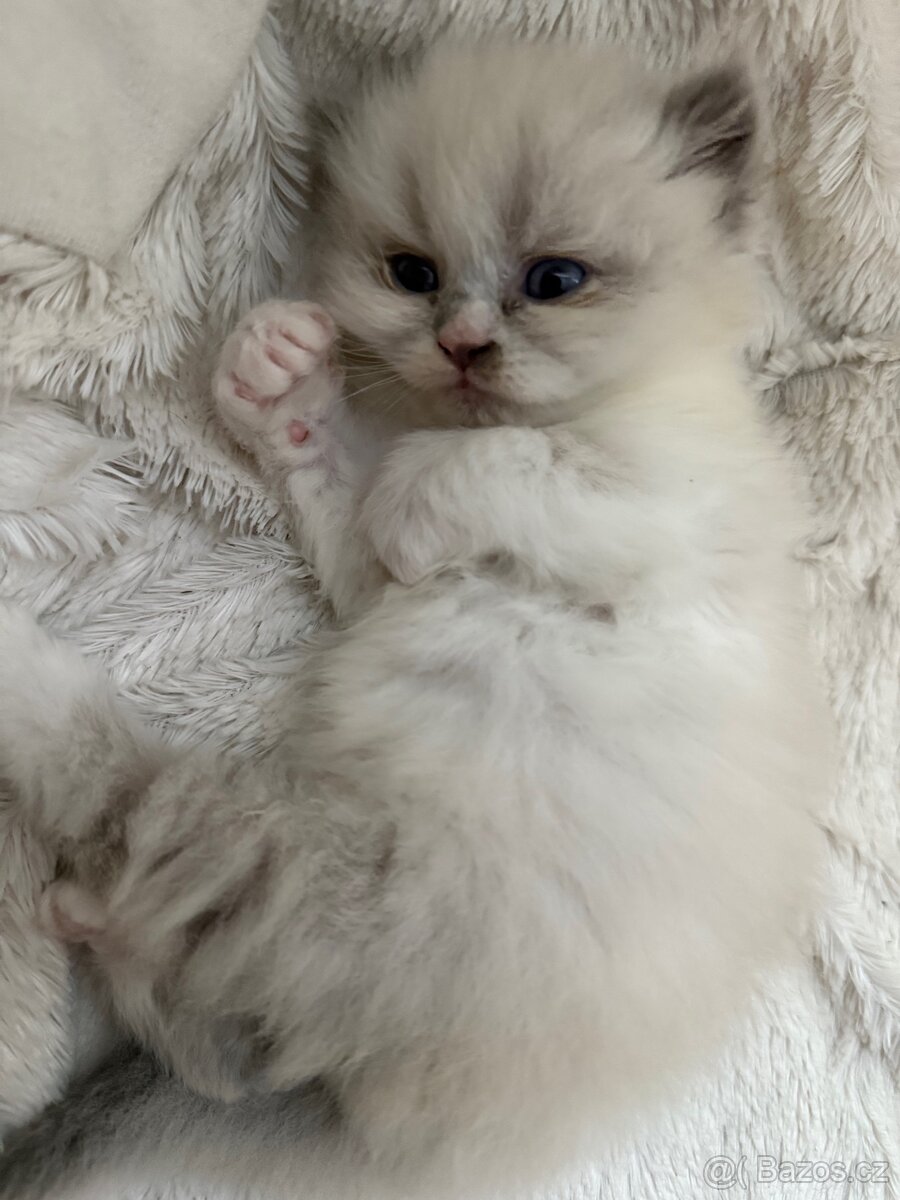 Perská činčila koťátka - 15