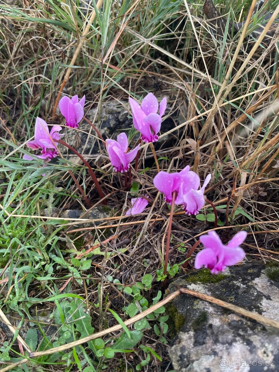 Pronájem zahrady v Plzni - Lobzy. Gril a rekreace. 1890 Kč - 15