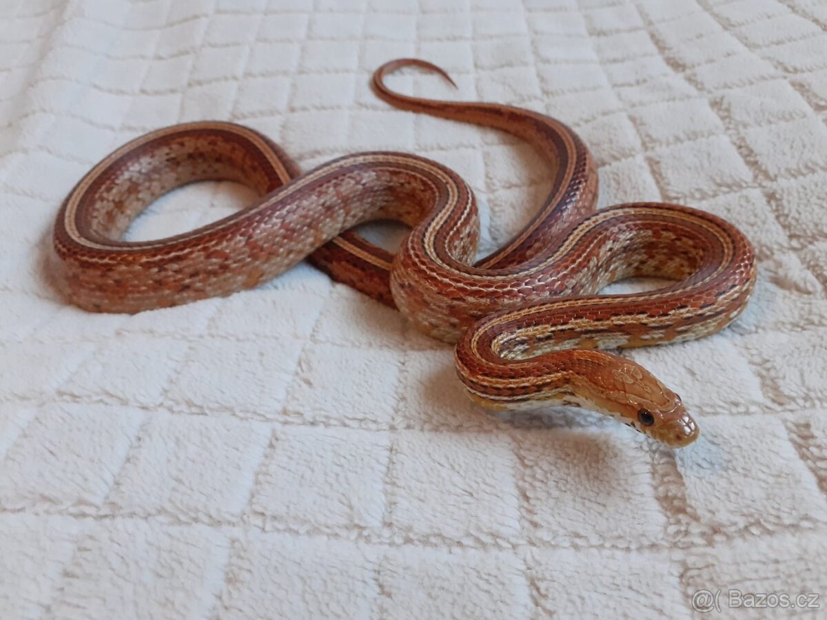 Užovky červené, krajta královská - 15