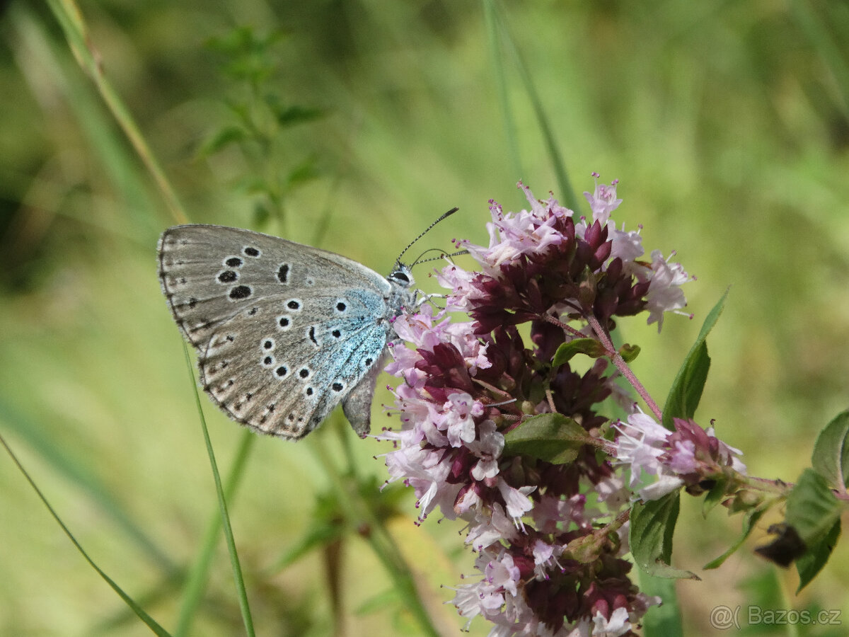 SVATEBNÍ MÍSTO V PŘÍRODĚ A PRO PŘÍRODU - 15