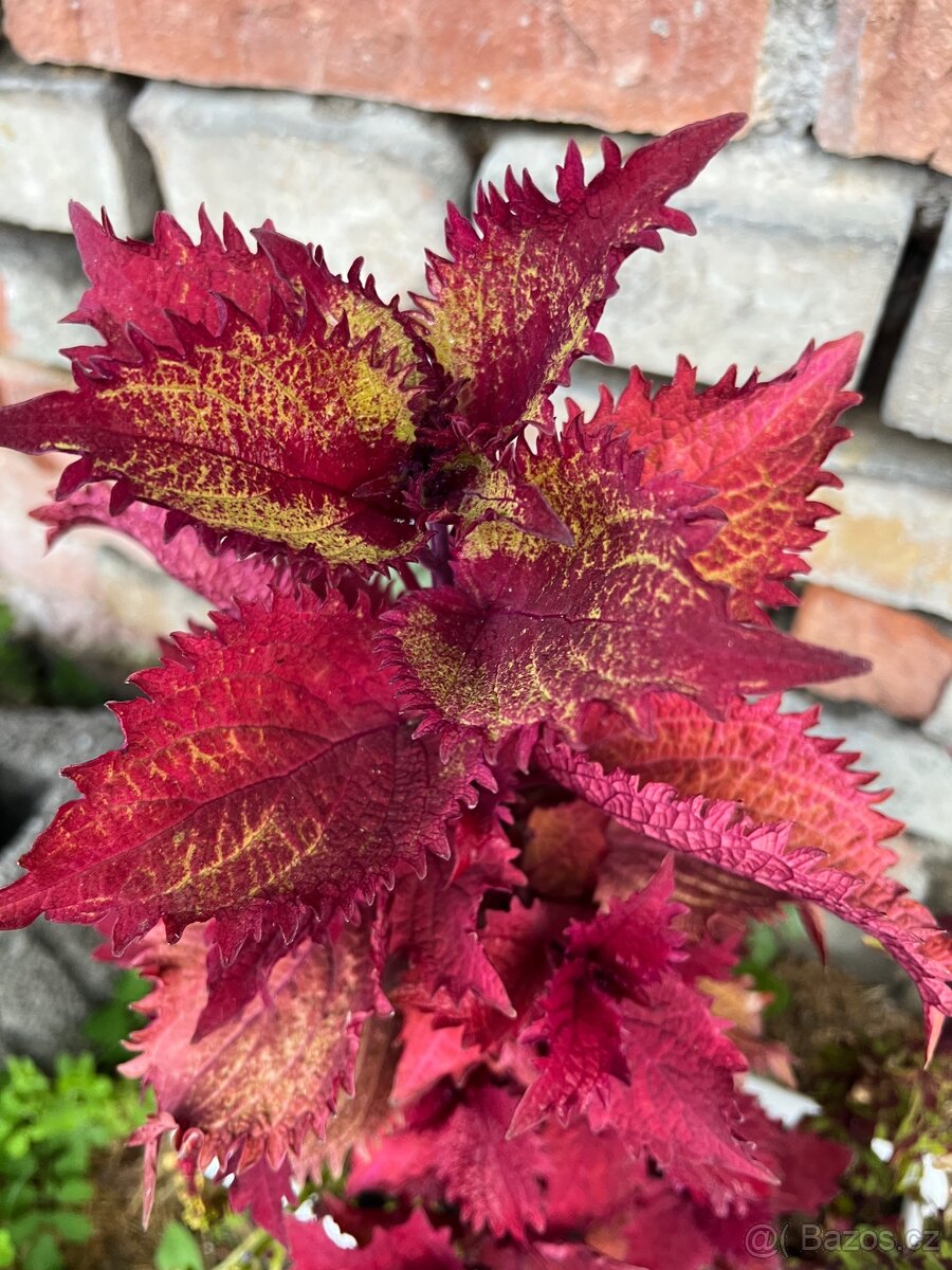 Africké kopřivy - 15