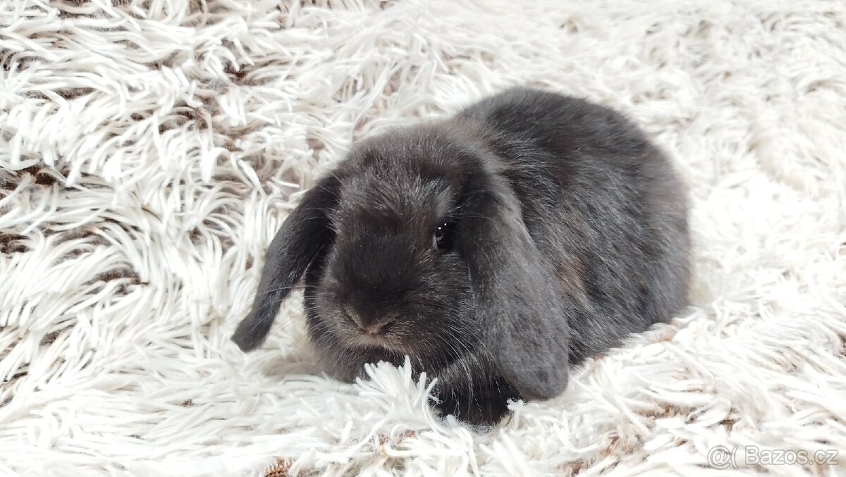 Zakrslý beránek, králíček, králík - BRUNO - 15