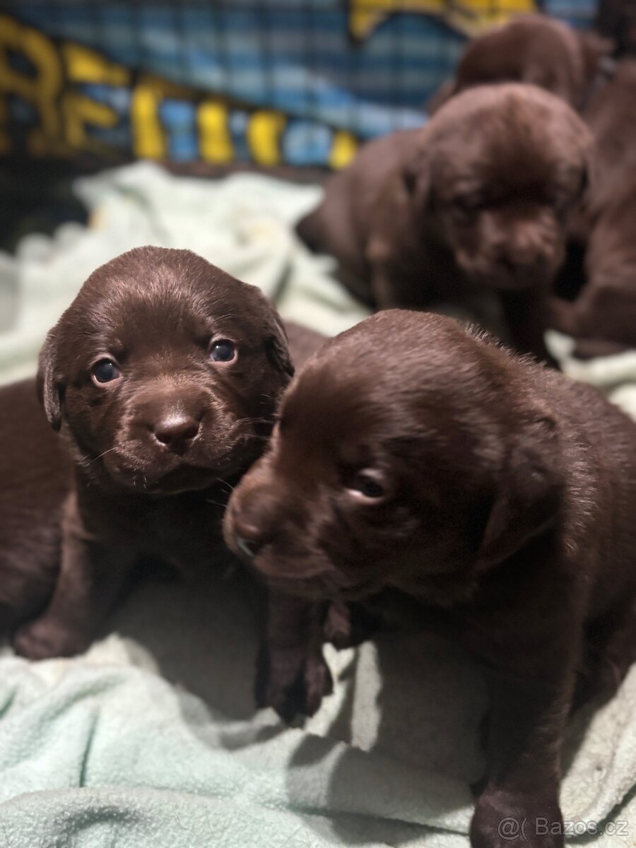 Labradorský retrívr s PP- kluci čokoládová - 15