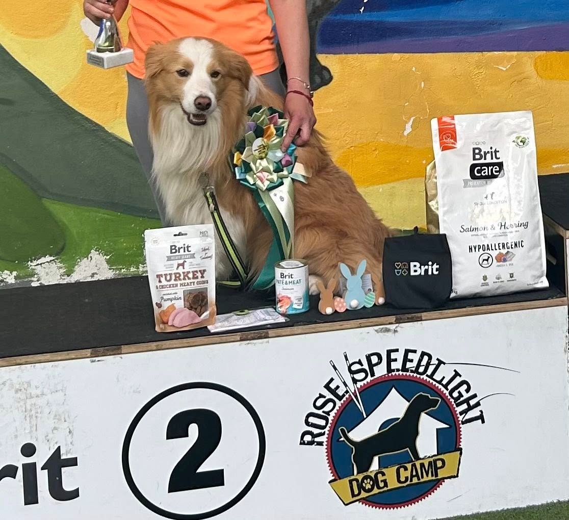 Border Kolie S PP - 15